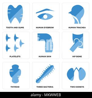 Set Of 9 simple editable icons such as Two Kidneys, Three Bacteria, Thyroid, Hip Bone, Human Skin, Platelets, Trachea, Eyebrow, Tooth and Gums, can be Stock Vector