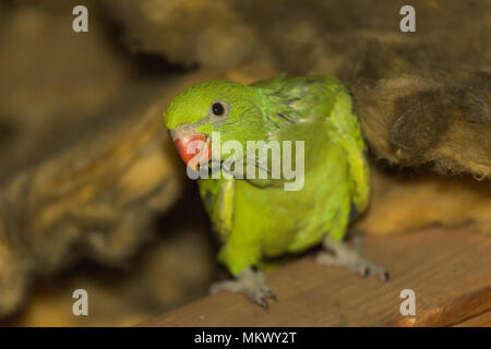 Young juvenile green ring-necked Parakeet (Psittacula krameri) bird (parrot) with red beak perched in loft / attic / roof space of house by insulation Stock Photo