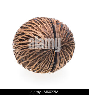 Seed of Suicide tree ( Cerbera Odollam ) on white background. Stock Photo