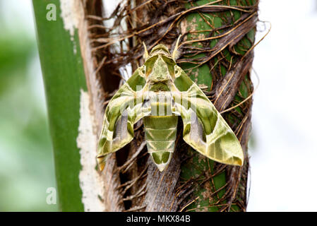 Oleander Hawk-moth (Daphnis nerii) or army green moth on bark Stock Photo