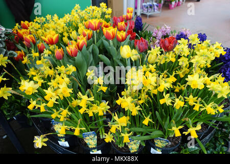 Daffodils, Tulips and Hyacinths flowers Australia Stock Photo