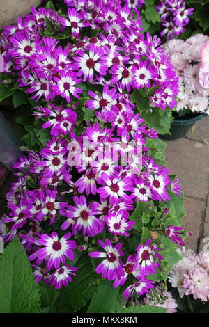 Pericallis Senetti or Senetti flowers in full bloom Pericallis Senetti or Senetti flowers in full bloom Stock Photo