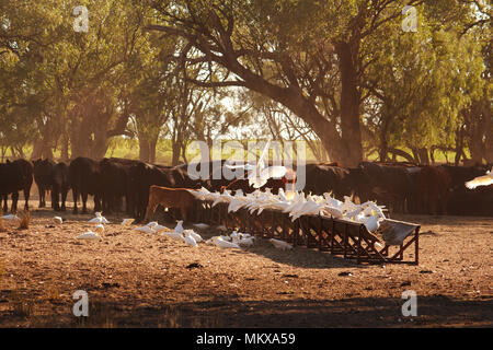 The cattle gather under the shade of the gums trees in the early morning of rural New South Wales whilst the cockatoos steal a feed. Stock Photo