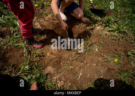 Two children dig in the dirt in a garden. Stock Photo
