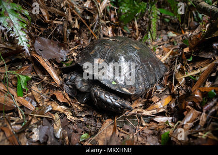 The Asian forest tortoise (Manouria emys), also known as the Asian brown tortoise, is a species of tortoise endemic to Southeast Asia. Stock Photo