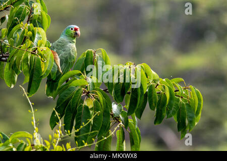 Red-lored Parrot or Red-lored Amazon Parrot - Laguna del Lagarto Lodge, Boca Tapada, San Carlos, Costa Rica Stock Photo