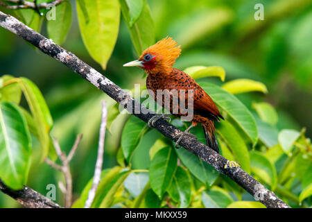 Chestnut-colored Woodpecker male (Celeus castaneus) - Boca Tapada, San Carlos, Costa Rica Stock Photo