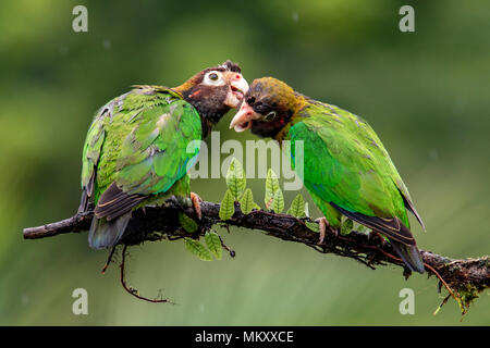 Brown-hooded Parrot (Pyrilia haematotis) couple - La Laguna del Lagarto Lodge, Boca Tapada, Costa Rica Stock Photo