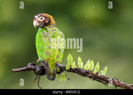 Brown-hooded Parrot (Pyrilia haematotis) - La Laguna del Lagarto Lodge, Boca Tapada, Costa Rica Stock Photo