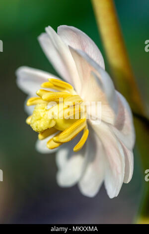Mayapple Flower (Podophyllum peltatum) - Holmes Educational State Forest, Hendersonville, North Carolina, USA Stock Photo