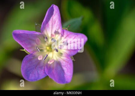 Wild geranium (Geranium maculatum) - Holmes Educational State Forest, Hendersonville, North Carolina, USA Stock Photo