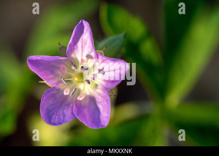 Wild geranium (Geranium maculatum) - Holmes Educational State Forest, Hendersonville, North Carolina, USA Stock Photo