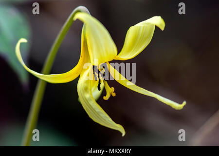 Trout Lily, Dog-Tooth Violet (Erythronium umbilicatum) - Coontree Trail, Pisgah National Forest, Brevard, North Carolina, USA Stock Photo