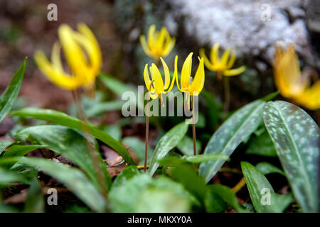 Trout Lily, Dog-Tooth Violet (Erythronium umbilicatum) - Coontree Trail, Pisgah National Forest, Brevard, North Carolina, USA Stock Photo