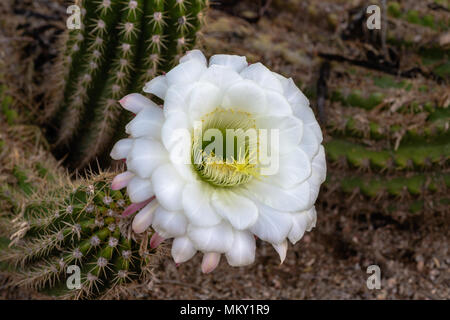 Giant white flower blooming on Argentine Giant cactus (echinopsis candicans) from South America. Stock Photo