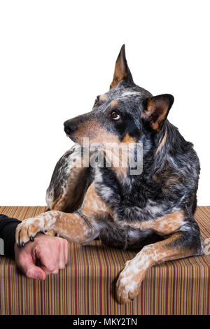 Merle colored Blue Heeler Dog shaking paw and looking intently at owner Stock Photo