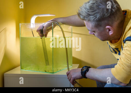 Adult caucasian male man cleaning fish tank glass from green algae using scrubber cleaning sponge  Model Release: Yes. Property Release: No. Stock Photo
