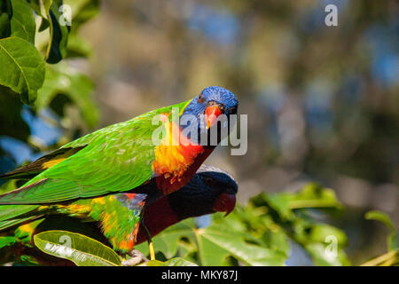Rainbow lorikeet perched in a tree Stock Photo