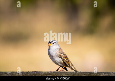 A White-crowned sparrow (Zonotrichia leucophrys) perched on a fence near Beaverhill Lake, Alberta, Canada. Stock Photo