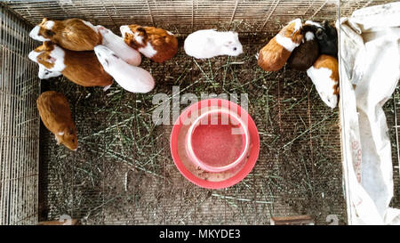 Guniea pigs in Lima - Peru Stock Photo