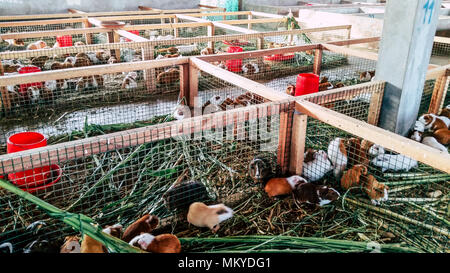 Guniea pigs in Lima - Peru Stock Photo