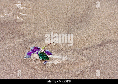 A storm-blown autumn sycamore leaf held captive by the sand on Scarborough’s South Bay beach. Stock Photo