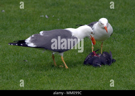 Glasgow, Scotland, UK 9th May. UK Weather : pigeon killed in George Square treats the tourists to a gruesome sight  as two seagulls feast on one of  the sites pigeons  as the city offers little as dull wet weather pervades after the hot Bank Holiday.. Gerard Ferry/Alamy news Stock Photo