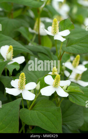 Houttuynia cordata 