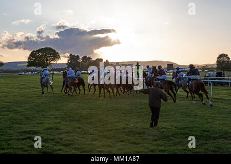 Ludlow racecourse in Shropshire, England. Start of an early evening mid week race in Spring. Stock Photo