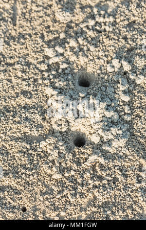 Crab hole with many ball on beach, Crab holes on the sand in Thailand Stock Photo