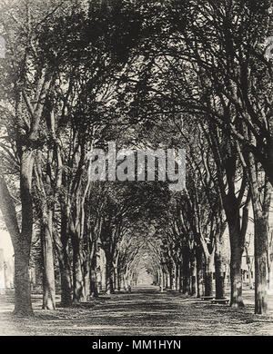 Temple Street. The Arch of Elms. New Haven. 1860 Stock Photo