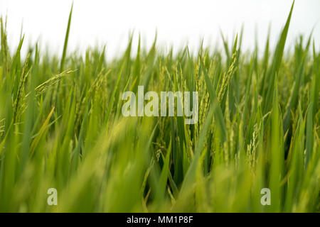 Closeup view of the green paddy field at Sekinchan, Selangor, Malaysia during harvest season. Stock Photo