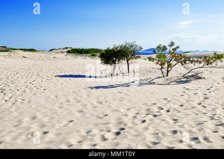 Sand dunes in Myall Lakes in Australia. Stock Photo