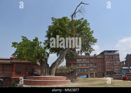 Bhaktapur, Nepal - March 23, 2018: Big green tree and red buildings Stock Photo