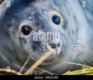Grey Seal Pup Winterton Beach Norfolk Stock Photo
