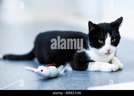Black-and-white cat relaxing at home. Stock Photo