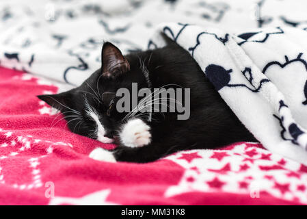 Black-and-white cat sleeping under the blanket at home. Stock Photo