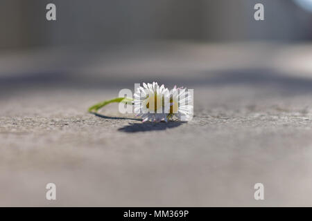 Two beautiful isolated white daisy at asphalt road, conceptual image of togetherness and love Stock Photo