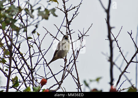 A little bird chickadee sitting on a branch of tree in winter Stock Photo