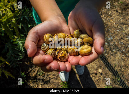 Little girl shows her hands full of snails collected from an orchard during a sunny day. Stock Photo