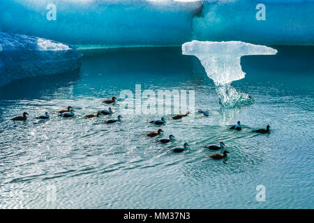 Ducks swimming in the Jokulsarlon Glacier Lagoon, South Iceland Stock Photo