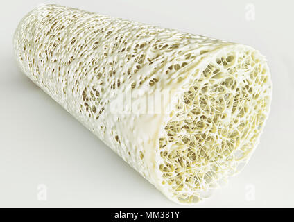 3d Section of bone with osteoporosis,anatomy bone Stock Photo - Alamy