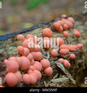 Lycogala epidendrum slime mold, commonly known as wolf's milk Stock Photo