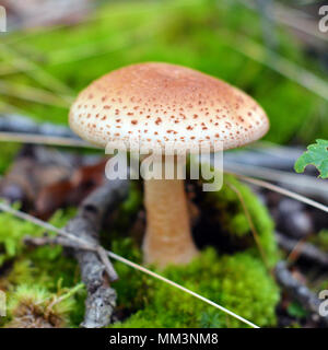 amanita rubescens mushroom in the forest