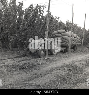 1950s, historical, farmer on tractor pulling a trailer loaded with heavy sacks of hops, with  a male picker sitting on top, Kent, England, UK. The hop sacks are known as 'pokes'. From the fields, the freshly-picked hops are taken back to an oast house to dry and are then used in the brewery industry to make beer. Stock Photo