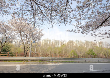 Cherry blossom in full bloom Stock Photo