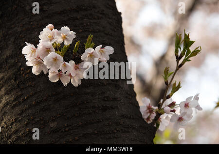 Cherry blossom in full bloom Stock Photo