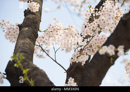 Cherry blossom in full bloom Stock Photo