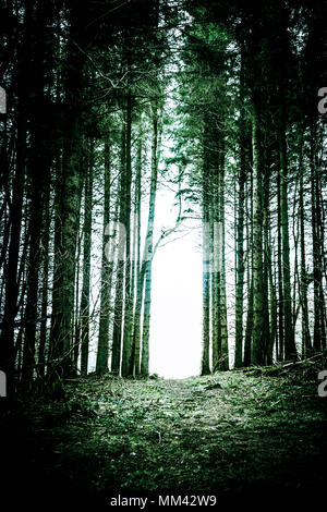 Spooky Path through the middle of a pine wood  with  tall straight trees Stock Photo