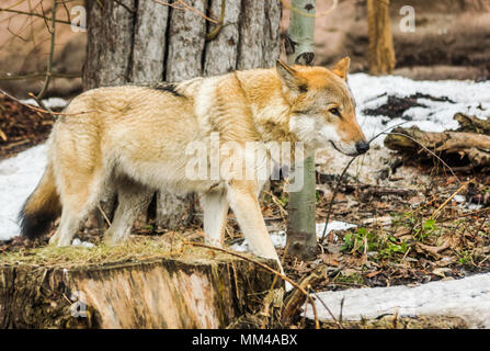Grey wolf (canis lupus) walking in the forest to the right Stock Photo